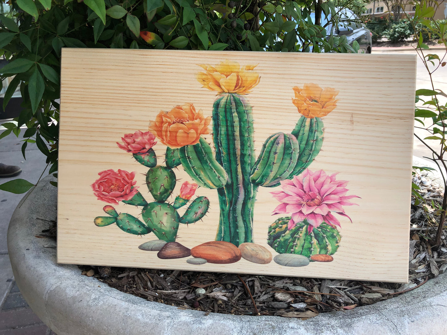 UV Printed Home Decor - Cactus Desert on Natural Pine