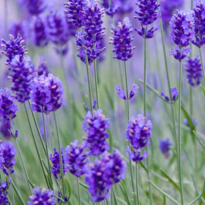 15ml Essential Oil Plus- French Lavender